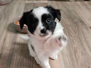 Zuckersüße Papillon-Chihuahua Welpen suchen Ihr zu Hause ! - Wehr (Rheinland-Pfalz)