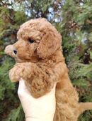 Toypudel Welpen Stammbaum in 87600