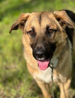 Sanfter Hunderiese sucht sein Zuhause - Ottweiler