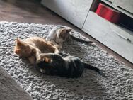 2 Kitten suchen noch ihr Für-Immer-Zuhause - Hamm