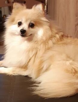 Conny in 27478 Cuxhaven # - Wolfhagen