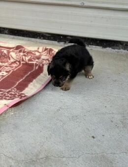 Ara möchte glücklich werden. - Celle