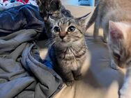 Grau getigertes Kitten sucht Zuhause(Weibchen) - Mönchengladbach