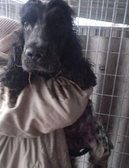 Foltos, schüchterne Cocker Spaniel Dame - Remagen