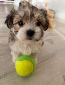 Traumhafte Welpe sucht ein liebevolles Zuhause 🥰 - Lübeck Mitte