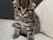 Bkh kitten suchen schönes Zuhause - Bad Ems
