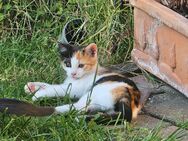 Zwei süße Katzenbabys abzugeben - Hauskatzen - Calau