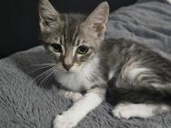 Randy - der getigerte Dandy - Kirchheim (München)