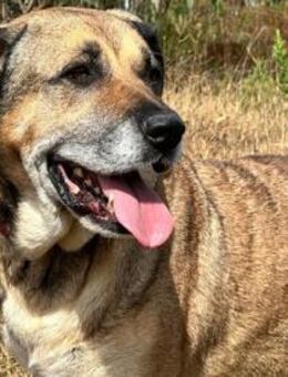Minnie sucht erfahrene geduldige Familie - Untergruppenbach