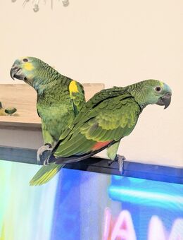 Handzahme Amazon papagei Babys - Frankfurt (Main) Unterliederbach