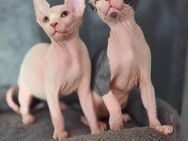 Kanadische Sphinx Kitten (abholbereit) - Wolfenbüttel
