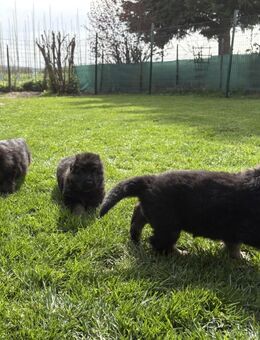 Deutsche Reinrassige Schäferhund Welpen mit geradem Rücken - Grafschaft