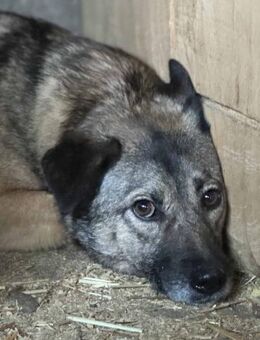 Gustav braucht Verständnis 🐾 - Elsdorf (Nordrhein-Westfalen)