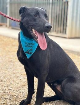 BEPPO - schlauer Typ und lernwillig - Overath