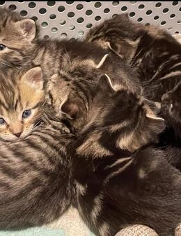 Katzenbabys , Babykatzen , Kitten - Rehlingen-Siersburg