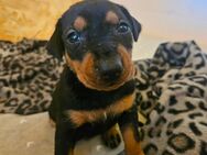 Wunderschöne Deutsche Pinscher Welpen suchen liebevolles Zuhause! - Oberharz am Brocken Hasselfelde