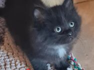Maine Coon - Bretten