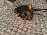 Welpe Yorkshire Terrier Rüde zu verkaufen - Duisburg