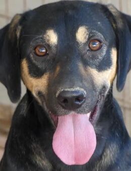 Hannes -kennt nur das Tierheim- - Oldenburg