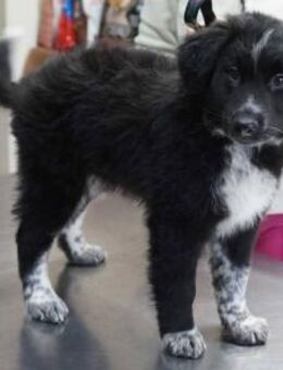 Bailey ❤️ Schutzgebühr 500 Euro - Burgsinn