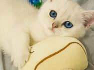 BKH Kitten Reinrassig - Bereit fürs neue Zuhause - Bestwig