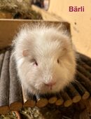 Zwei Kastrate und Meerschweinchen Weibchen in 55566