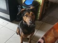 Hund 20 Monate in liebevolle Hände abzugeben - Gößweinstein