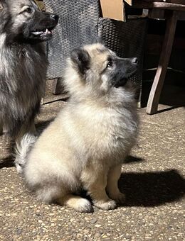 Wolfspitz Keeshond Rüde verkaufen - Herzberg (Harz)