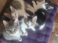Kätzchen suchen ein liebevolles Zuhause - Wanna