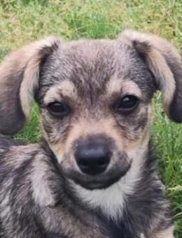 Menschenbezogene Clio sucht Dich - Kallmünz
