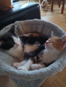 Kitten in liebevolle Hände abzugeben (Bunte Katze/Glückskatze/Tricolor) - Nürnberg