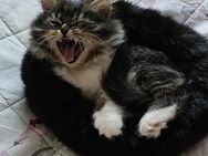 🐾 Baby-Perserkater – 2,5 Monate - Frankfurt (Main)