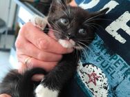 Kitten ab 24.10 in liebevolle Hände abzugeben - Übach-Palenberg Zentrum