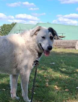 Unser hübscher Mischlingsrüde Elvis 1,3 Jahre alt, ca 55 cm , kastr. sucht ein Zuhause - Angern