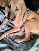 Kangalmix Nevio Rüde ca. 1 Jahr wartet noch immer in 06347 voller Hoffnung auf sein eigenes Zuhause in 55286