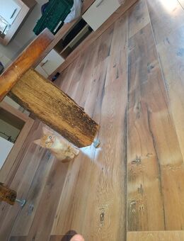 Ich hab drei Katzen. Abzugeben - Dornstetten Zentrum