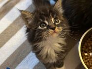 Maine Coon Kitten - Schönwald (Schwarzwald)