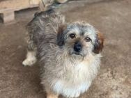 Lieber kl.BOOMER sucht seine Familie - Neuberg