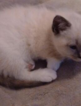 BKH Mix Mädchen Silver shaded - Gelsenkirchen