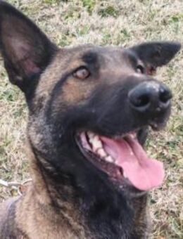 Malinois Brita 💗 sucht aktive Familie - Hamburg
