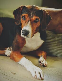 🧡Ciccio - wundervoller Rüde - Würzburg