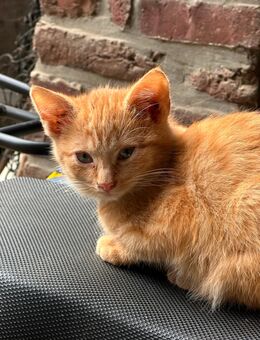 Süßer, roter Langhaar - Mix - Kater, 13 Wo. sucht 5***** Zuhause - Nettetal