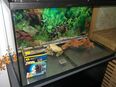 Eheim Aqarium 126 L mit LED Beleuchtung in 58762