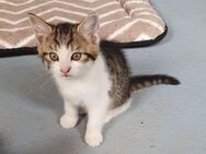 Kitten - Schwegenheim
