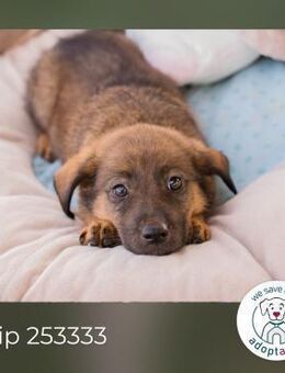 Chip 253333: Hundekind sucht ein Zuhause - Kirchzell