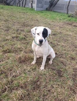 Nala sucht ein neues Zuhause 🏡 - Schönebeck (Elbe)