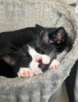 Süße Bkh Katzen - Stephanskirchen