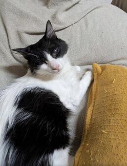 Nako 🐾 der mit dem Herzen sieht ❤️ - Kirchheim (München)