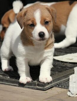 Typvolle Jack Russell Terrier Welpen Jack Russel Jack Rassel - Garbsen