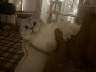 BKH Kater such ein Zuhause - Düsseldorf